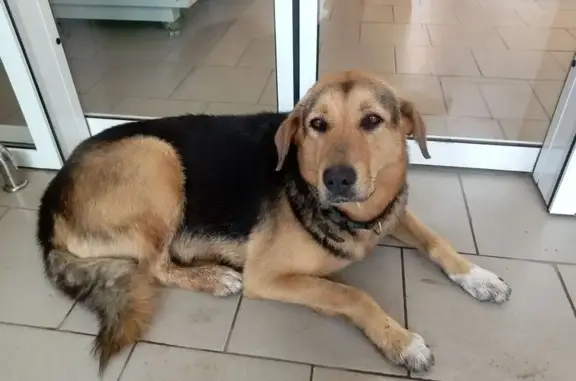 Бездомная собака у Магнита, Ярославль, Фёдоровская 24