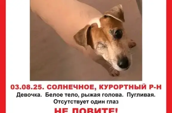 Пропала собака, 3-й пр., Солнечное