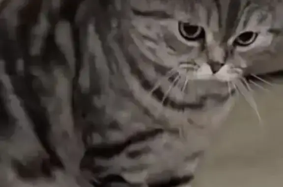 Кошки потеряшки, Брянск, фото: Потеряшка кот: ул. Визнюка, 10, Брянск