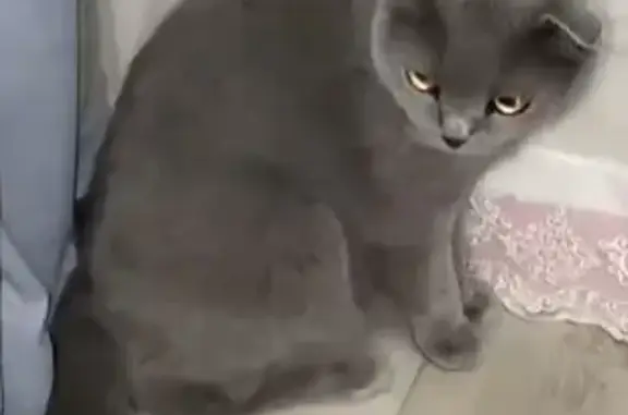 Кошки потеряшки, Брянск, фото: Потеряшка кот, ул. Визнюка, 10, Брянск