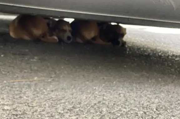 Найдены собаки, ул. 339-й Стрелковой, Ростов-на-Дону