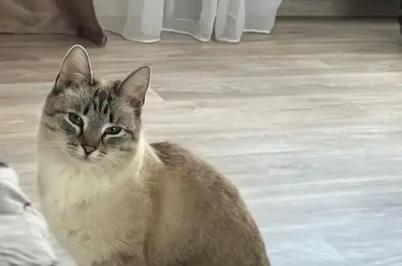 Пропала кошка, Коллективная 3Б, Иваново
