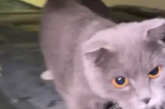 Кошка найдена: Полянская 35, Кострома