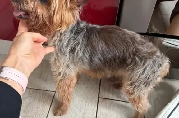 Собака найдена: Городецкая, 9 к1, Москва