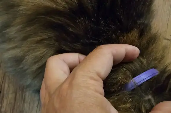 Кошка найдена: Дальняя ул., 38, Московский