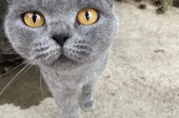 Найдена кошка, Чита, Забайкальский край