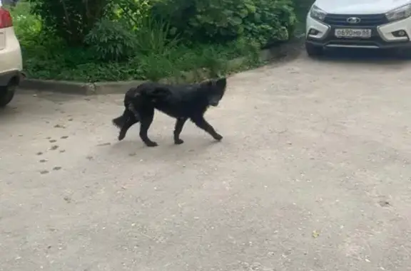 Найдена собака, Державинская 17, Тамбов