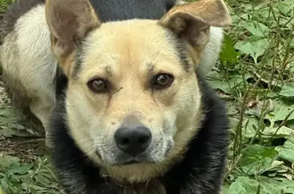 Найденные животные Нолинка, фото: Найдена собака, 16К-0310, Нолинка