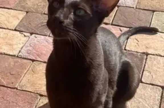 Кошки потеряшки, Боровичи, фото: Потеряшка кошка, Боровичи, ул. 26