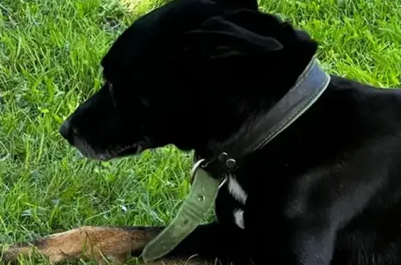 Найдена собака, , фото: Собака в Кутьино, Первомайский пер., Чисмена