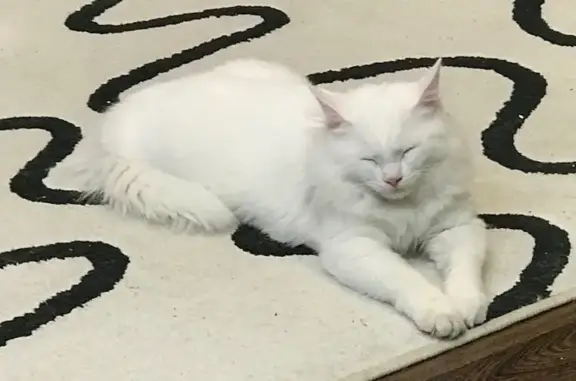Пропала белая кошка, СНТ Монтажник