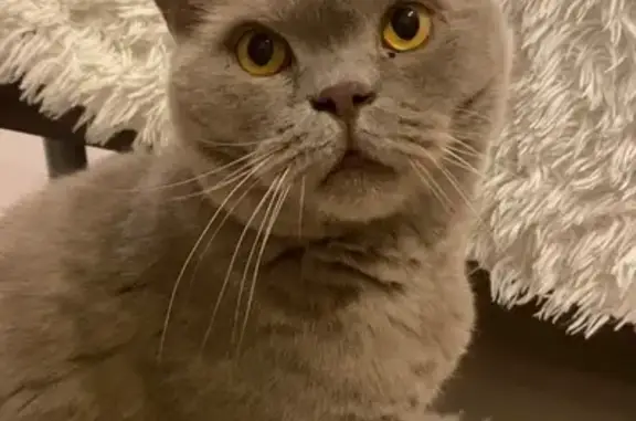 Кошки потеряшки, Республика Бурятия, фото: Потеряшка кошка, Талецкое, Бурятия