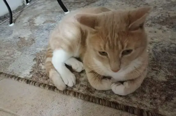 Пропала кошка в Каменке, Пензенская область