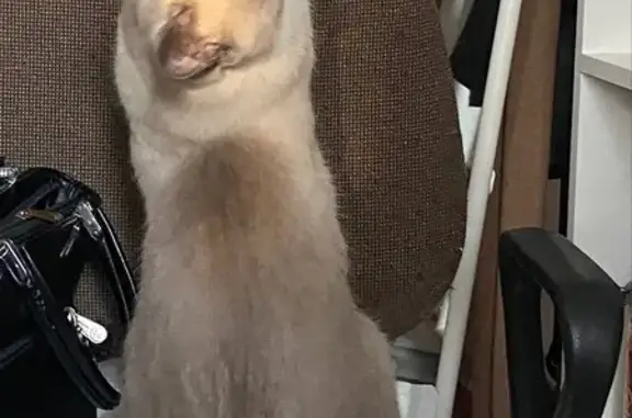 Пропала кошка, Лукашевича, 11А, Омск