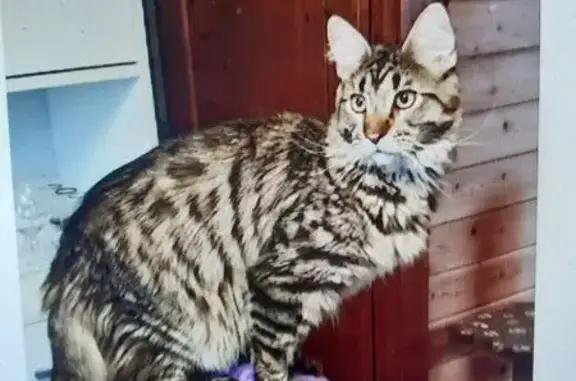 Кошки потеряшки, Орёл, фото: Потеряшка кошка, СНТ 