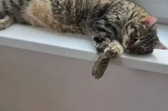 Кошки потеряшки, , фото: Потеряшка кошка, Отрадная ул., Нягань