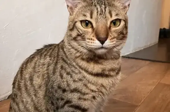 Пропала кошка, Червишевский тракт, 80