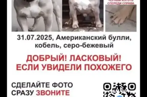 Пропала собака, ул. Нижние Мнёвники, Москва