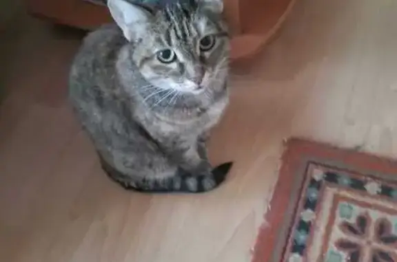 Пропала серая кошка, Столичная 45Д к2