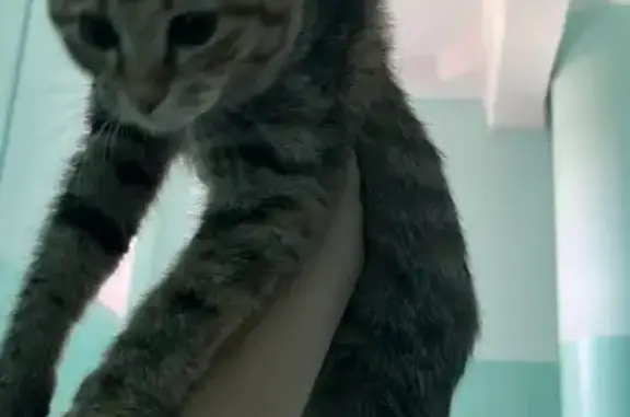 Кошка найдена, ул. Бобкова 6А, Н. Тагил