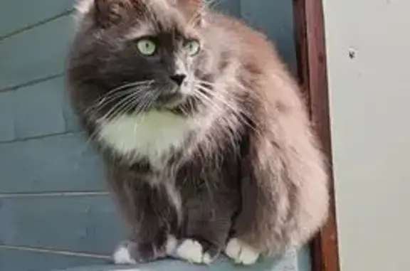 Кошки потеряшки, Ваулино, фото: Потеряшка кошка, Пролетарская 20, Ваулино