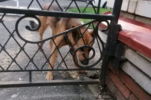 Собака у школы на Ленинском, 27, Йошкар-Ола