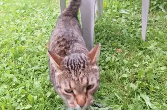 Найдена кошка, Московская область, фото: Кошка найдена: МО, серая в полоску