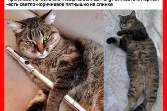 Пропала кошка в Копейске, Челябинская обл.