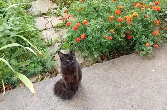 Кошки потеряшки, Казань, фото: Потеряшка чёрная кошка, Чапаева 43, Казань