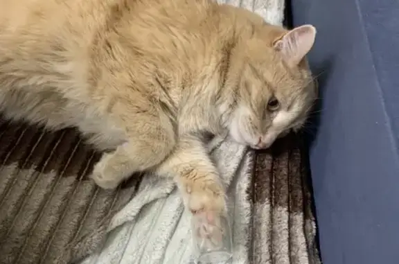 Кошки потеряшки, Уфа, фото: Потеряшка котик, Харьковская ул., 118, Уфа