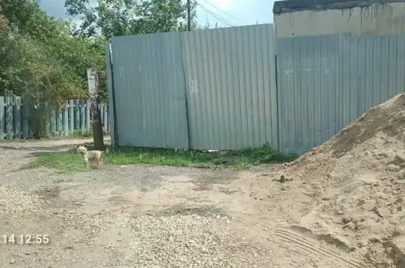 Найдена собака, Самарская область, фото: Собака найдена на пр. Металлургов/Солнечная