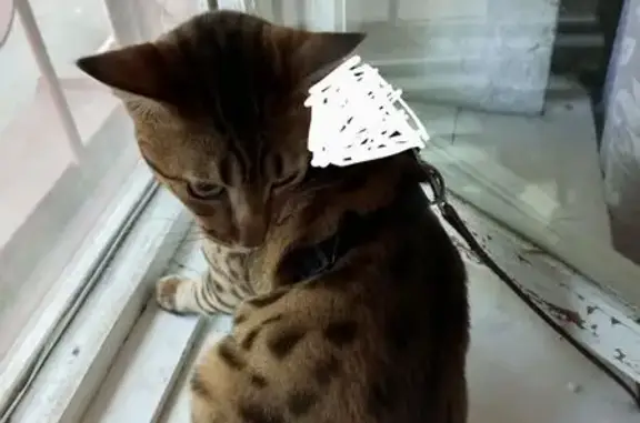 Найдена кошка, Пушкин, фото: Кошка найдена: Красносельское ш., Пушкин