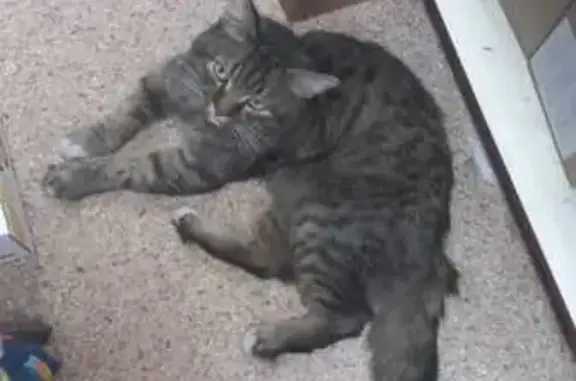 Найдена кошка, Ростов-на-Дону, фото: Кошка найдена на Малиновского, 37Б