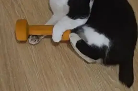 Кошки потеряшки, Лужки, фото: Потеряшка кошка, Ландышевая ул., Лужки