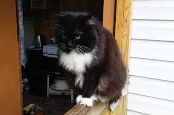 Кошки потеряшки, Щербаковка, фото: Потеряшка кошка, Колхозная 1, Щербаковка