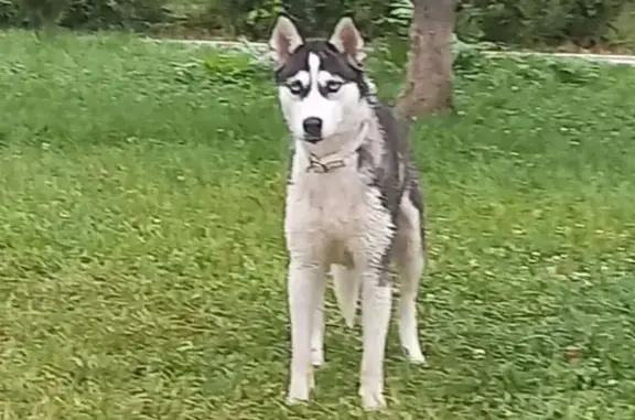 Хаски найдена на наб. Космонавтов, Саратов