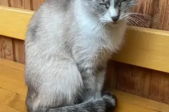 Кошка найдена: Октябрьский Городок, 16