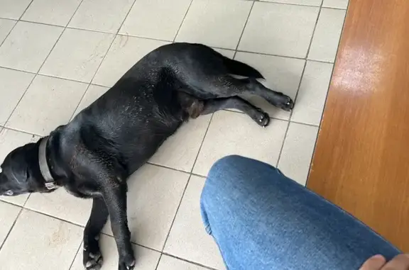 Найдена собака, Оренбург, фото: Собака с раной найдена: Карагандинская 58/1