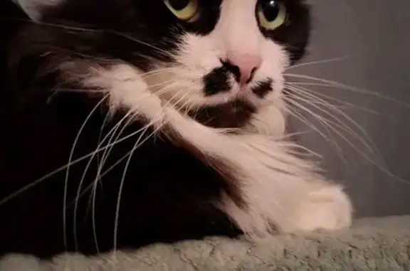 Пропала кошка, Зелёная 15, Киляковка