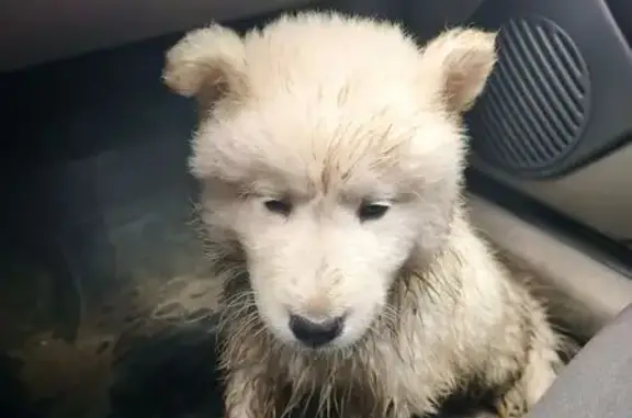 Найдена собака, Школьная 23, Бежецк