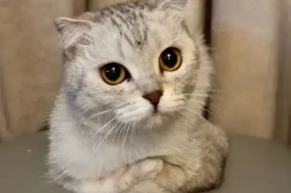 Найдена кошка, Самара, фото: Найдена кошка, Московское шоссе, 23