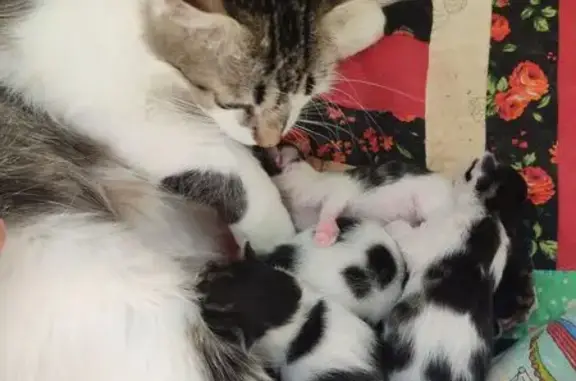 Пропала белая кошка, Советская, Волково