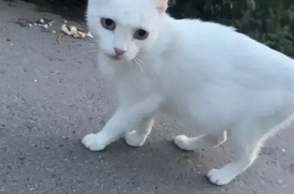 Беременная белая кошка найдена: Декабристов 39/1