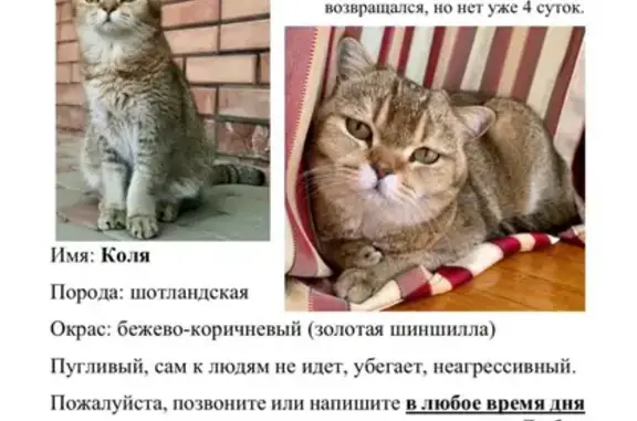 Кошки потеряшки, Энем, фото: Потеряшка шотландская кошка, ул. Ленина, 50