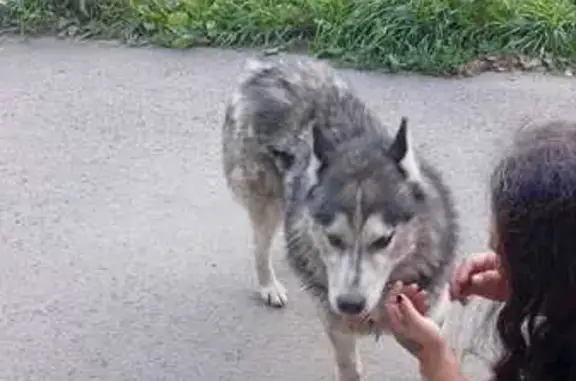 Собака найдена: Барнаул, Алтайский край