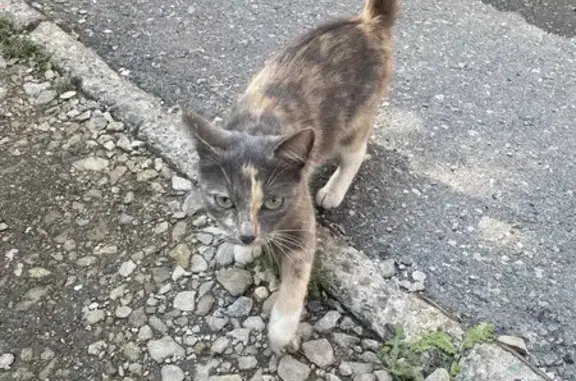 Найденные животные Магнитогорск, фото: Кошка найдена: Уральская ул. 10/2, Магнитогорск