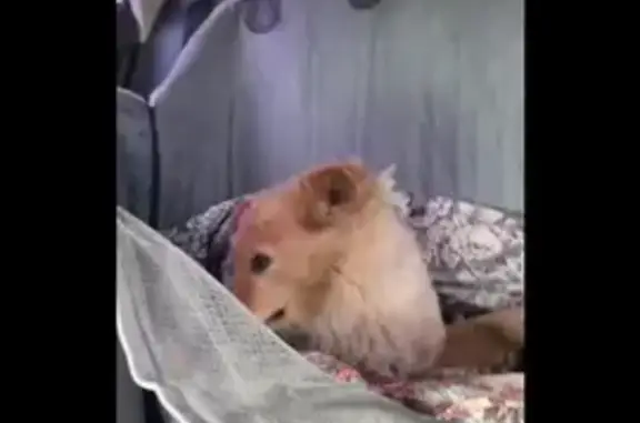 Собака найдена, ул. Ленина, Берёзовский