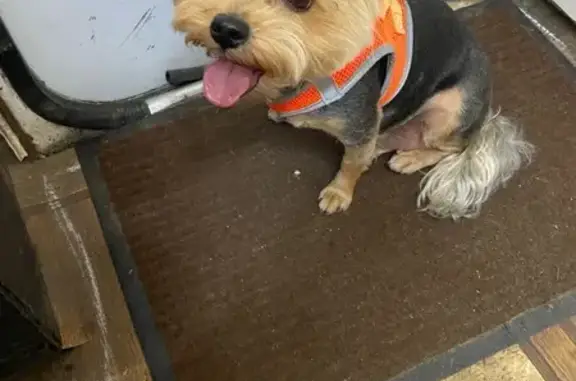 Собака найдена: Совхозная ул, 8Д, Красненькая