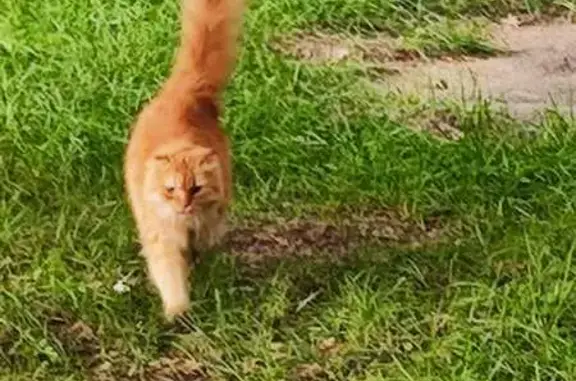 Кошка найдена на Гурьянова 57 к1, Москва