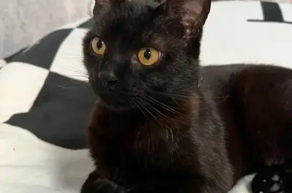 Пропала черная кошка, Благодарный пер. 7